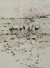 Angela Rossen (Australian), watercolour, Birds on the seashore, signed in pencil, 20 x 15cm                                                                                                                                 