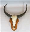 Taxidermic buffalo skull and horns, mounted onto an oak wall plaque, W.4ft 5in. D.1ft H.4ft 10in.                                      