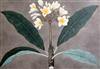 18th / 19th century Colonial School Study of an exotic flower 14 x 21in.                                                               