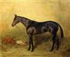 Alfred Grenfell Haigh (1870-1963) Portrait of a horse 'Beppo' 17 x 21in.                                                               