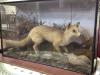 An early 20th century taxidermic fox catching a rabbit, 110 x 65cm                                                                                                                                                          