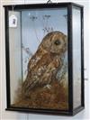 A cased taxidermic tawny owl                                                                                                           