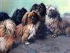 Fannie Moody (1861-1948) 'The Family'; four Pekinese dogs 24 x 31in.                                                                   