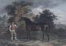 Scott after Tomson, hand coloured engraving, Portrait of the horse Orville, 50 x 64cm                                                                                                                                       