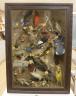 A late 19th / early 20th century North America taxidermy display of Native birds and chipmunk, case width 54cm height 75cm                                                                                                  