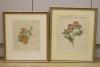 English School, two watercolours, Botanical studies of roses, largest 30 x 24cm                                                                                                                                             