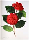 Urquhart, Beryl Leslie, editor - The Camellia, 2 vols, 36 coloured plates (from paintings by Raymond Boothe and                        