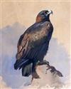 Archibald Thorburn (1860-1935) Golden Eagle perched upon a rock 13.25 x 10.5in.                                                        