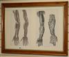 Taylor & Walton, two hand coloured engravings of hands, maple framed 45 x 28cm, framed as one                                          