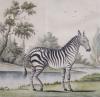 English School c.1780 , Zebra in a South African landscape, watercolour on paper, 15 x 15cm                                                                                                                                 