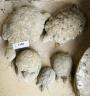 Five reconstituted stone tortoise garden ornaments, largest length 28cm                                                                                                                                                     