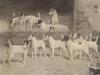 Arthur Wardle, photo-lithograph, Totteridge Eleven; foxhounds signed in pencil, 42 x 52cm                                                                                                                                   