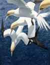 Keith Shackleton (1923-2015) 'Dive Sequence: Gannets' 30 x 24in.                                                                       
