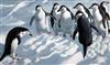 § Keith Shackleton (1923-2015) Flipper - Marked for Science - Chinstrap penguins 17.5 x 29.5in.                                        