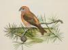 Peter Hayman (1930-), watercolour, Crossbill on a pine branch, signed, 23 x 30cm                                                                                                                                            