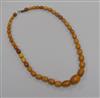 A single strand amber bead necklace, gross 39 grams, 56cm.                                                                             