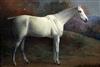 Frank P. Mahony (1862-1916) Portrait of a grey horse 'Smoke' 13.5 x 19.5in.                                                            