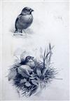 Archibald Thorburn (1860-1935 Study of Hawfinches 13 x 9in.                                                                            