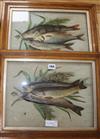 A pair of framed trout, with three dimensional raised images                                                                           