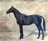 Frances Mabel Hollams (1877-1963) Portrait of a horse 'Parsonage Lad' 14.75 x 17.75in.                                                 