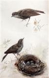 Archibald Thorburn (1860-1935) Songbirds beside a nest 12 x 8in.                                                                       