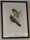 Hullmandel after Gould, coloured lithograph, Lemon Breasted Trogon, 45 x 28cm                                                          