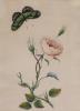 A Victorian watercolour, botanical study of a rose with an applied painted butterfly, 31 x 23cm                                                                                                                             