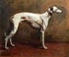 Heywood Hardy (1842-1933) Portrait of a champion greyhound 11.75 x 13.75in.                                                            