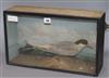 A cased taxidermy, Common Tern Length of case 45cm                                                                                     