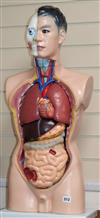 A life size Asian anatomical figure with removable organs                                                                              