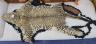 A taxidermy leopard skin rug, complete with head, nose to tail 160cm                                                                                                                                                        