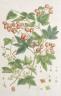 Basilius Baseler (1561-1629), coloured engraving, Botanical study of hops, inscribed in pencil, 44 x 31cm                                                                                                                   