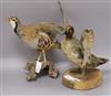 A taxidermic partridge and duck                                                                                                        