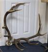 A set of 12 point antlers                                                                                                              