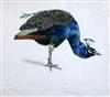 § Edward Julius Detmold (1883-1957) Study of a peacock 9.5 x 11in.                                                                     