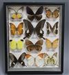 Nine cases of butterfly specimens                                                                                                      