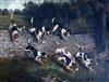 John Alfred Wheeler (1821-1903) Hounds leaping a stone wall 11.5 x 15.5in.                                                             