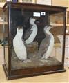 A taxidermic guillemot and a razorbill in glazed case height 54cm                                                                      