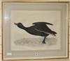 P.J. Selby, three coloured engravings, 'Black Scoter Male', 'Hooded Crow' and 'Rook', 18 x 22.5in.                                     