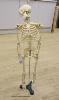 A moulded composition skeleton, 86cm                                                                                                                                                                                        