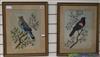 H. Pedrozo, two watercolour and feather pictures of 'Redwing Blackbird' and 'Bulier Jay', 16 x 12in.                                   