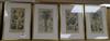 Four Victorian Blackie & Son coloured engravings of exotic fruits 24 x 13cm                                                            