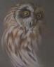 Amanda Reynold, pastel, Study of an owl, signed and dated 1974, 25 x 21cm                                                                                                                                                   