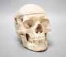 A human skull with removable cranium and spring loaded jaw 15.5cm                                                                                                                                                           