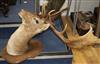 A taxidermic stags head height approximately 103cm                                                                                     