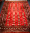 A Bokhara style red ground rug 270 x 193cm                                                                                             