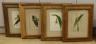 English School c.1900, set of four watercolours, Named studies of orchids, 26 x 18cm                                                                                                                                        