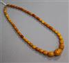 A single strand graduated amber bead necklace, gross weight 34 grams, 56cm.                                                            