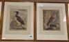 19th century French School, six coloured engravings, Ornithological studies, 22 x 17cm                                                 