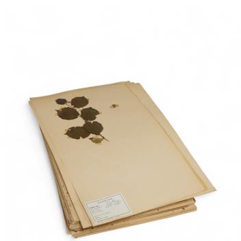 Full Catalogue Entry